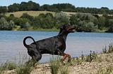 DOBERMANN 1112